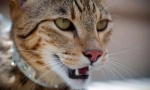 Asher (foto): největší a divoká domácí kočka